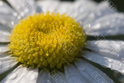 White daisy in dew