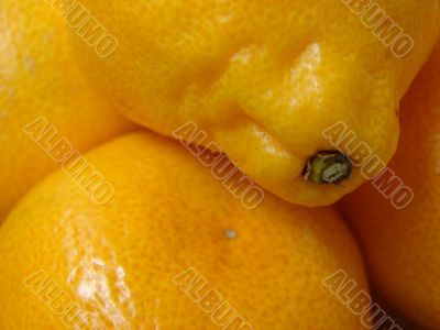 Ripe tangerines