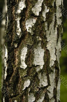 Birch texture