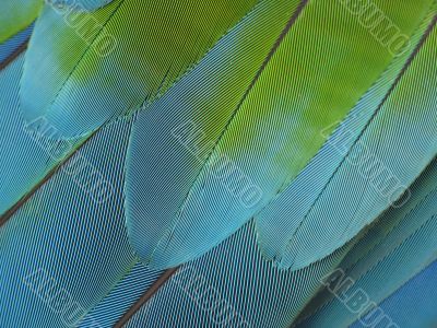 color feather close-up