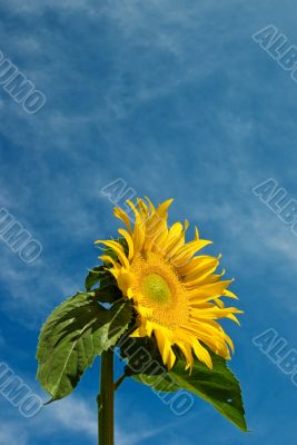 Sunflower Against a Cloudy Blue Sky With Plenty of Copy Space