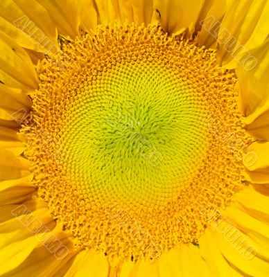 Sunflower Macro