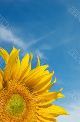 Sunflower Against a Cloudy Blue Sky With Plenty of Copy Space