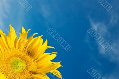 Sunflower Against a Cloudy Blue Sky With Plenty of Copy Space