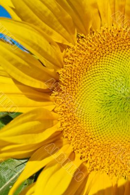 Sunflower Macro