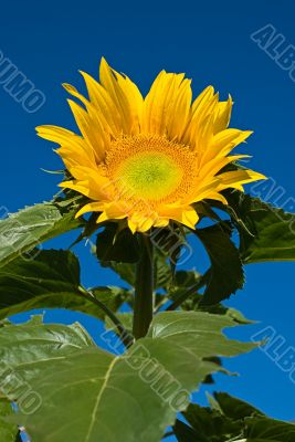 Sunflower Macro