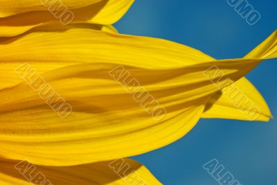 Macro: Sunflower Petals Agains a Blue Sky