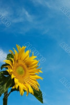 Sunflower Against a Cloudy Blue Sky With Plenty of Copy Space