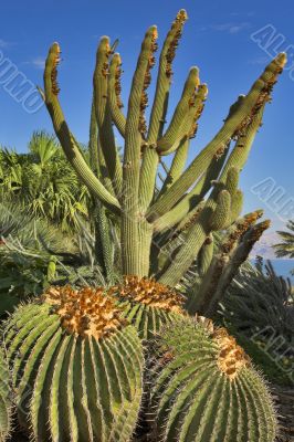 Different cactuses.