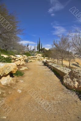 Footpath in an oasis.