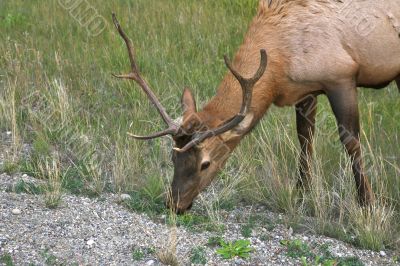 Tasty grass.