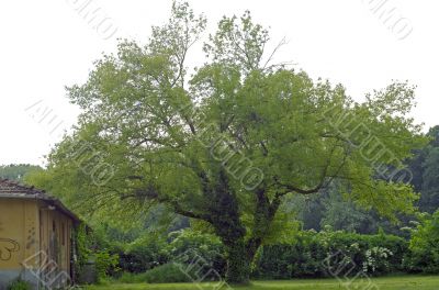 Big Tree in the Monza Park Big Tree in the Monza Park