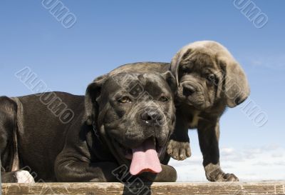 italian mastiff mother and puppy