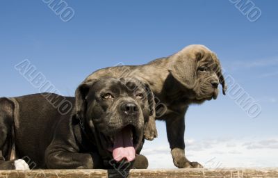 italian mastiff mother and puppy
