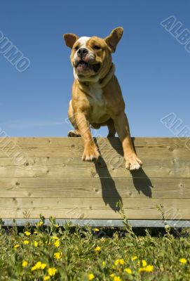 jumping english bulldog
