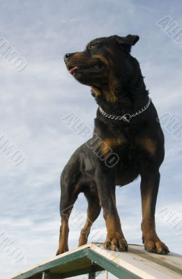 rottweiler