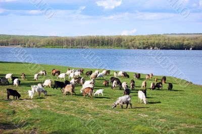 Goats grazing Goats grazing