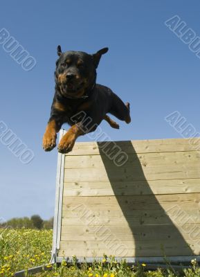 jumping rottweiler