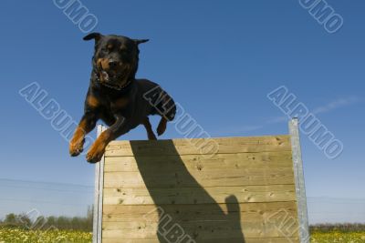 jumping rottweiler