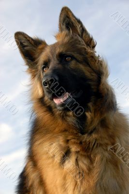 portrait of a purebred german shepherd