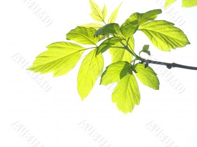 Green leaves. Add text.