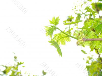 Green leaves. Add text.