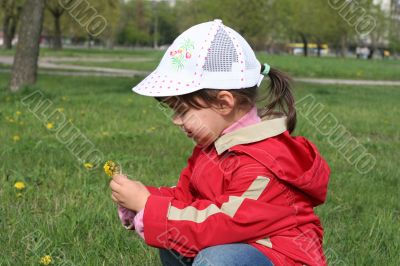 little girl in red coat tear flower dandelion