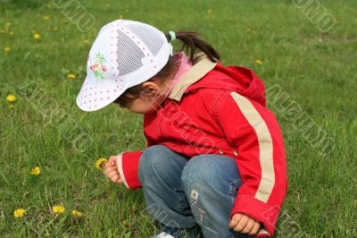 little girl in red coat tear flower dandelion