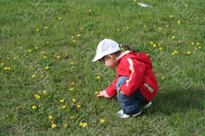 little girl in red coat tear flower dandelion