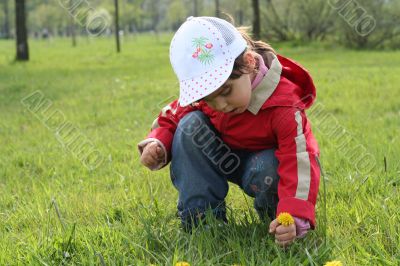 little girl in red coat tear flower dandelion