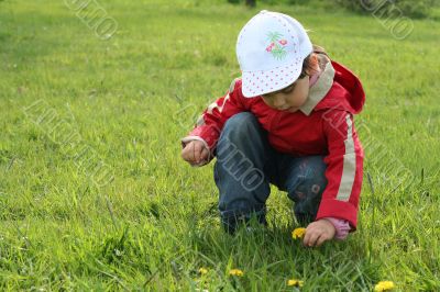 little girl in red coat tear flower dandelion