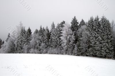 Winter trees