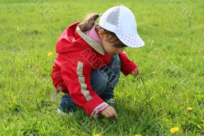 little girl in red coat tear flower dandelion