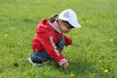 little girl in red coat tear flower dandelion