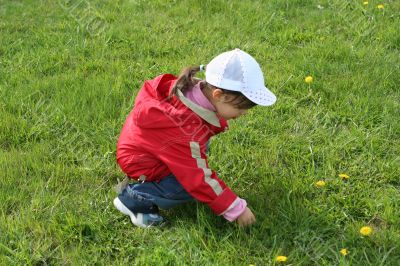 little girl in red coat tear flower dandelion