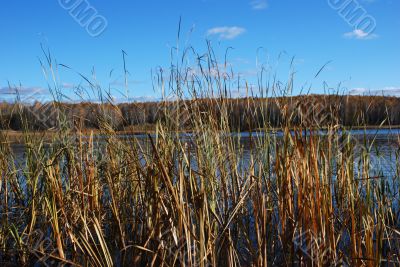 Reed &amp; water