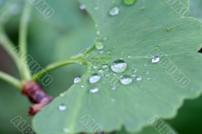 water drops of dew on green leaf. Macro shot