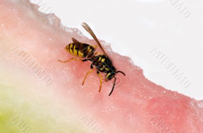Wasp and melon Wasp and melon