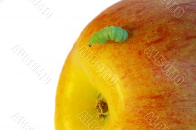 green caterpillar eat an apple