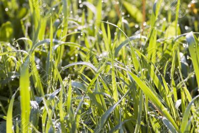 Green grass background with water droplets