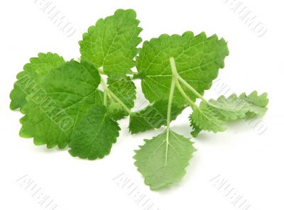 fresh lemon balm on white
