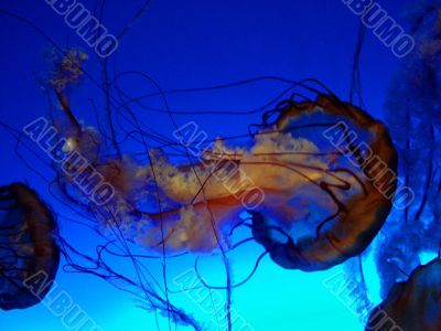 JellyFish 1