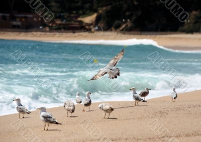 Seagulls