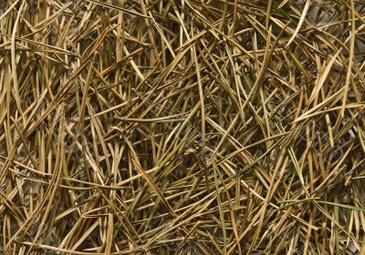 Pine needles