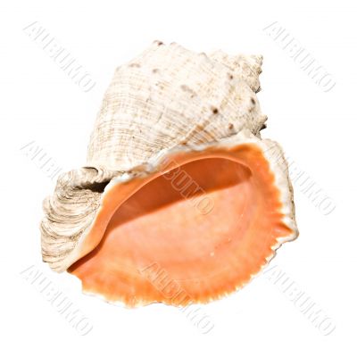 Seashell