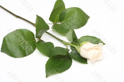 Rose Rose