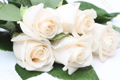 Bouquet of cream roses