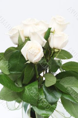 Bouquet of cream roses i
