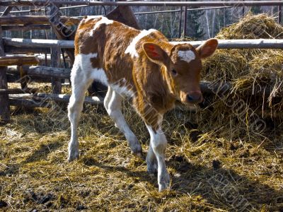 The young bull in a shelter