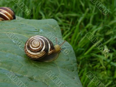 Snails on a foliage